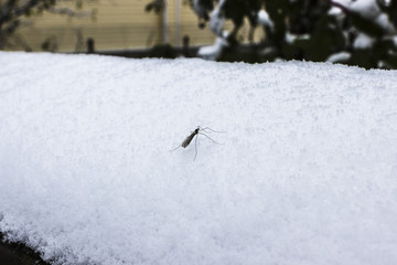 The mosquito in the winter in the snow