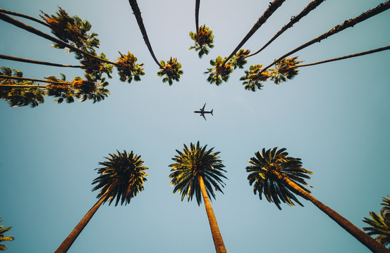 View of palm trees, sky and aircraft flying. Palm trees in Beverly Hills, Los Angeles, Cailfornia