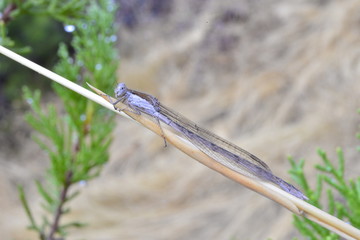 Odonata