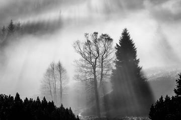 Foggy morning in the nature. Sun beams light through mist with tree silhouettes. Black and white image.