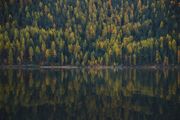 Tree composition capture on the european alps