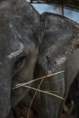 Close up elephant