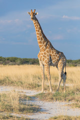 African Giraffe