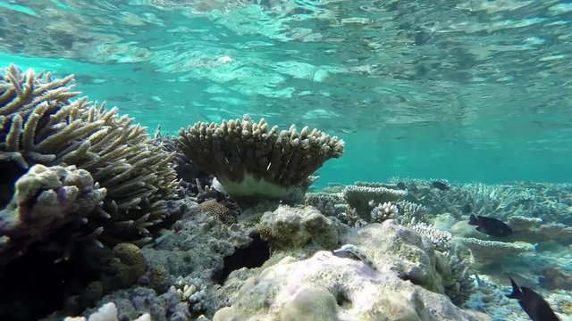 Maldives reeftop pipefish is foraging at the coral reef