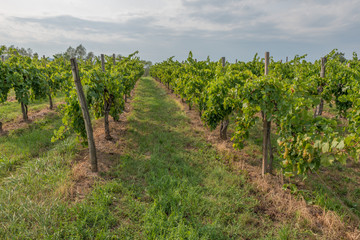 Fototapeta na wymiar Smartno / Słowenia - 19 sierpnia 2017: Winnice w regionie winaniarskim blisko Smartno