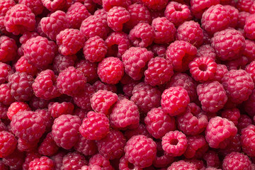 naturalistic background of isolated raspberries scattered all over the plane, bright, juicy background, wallpaper