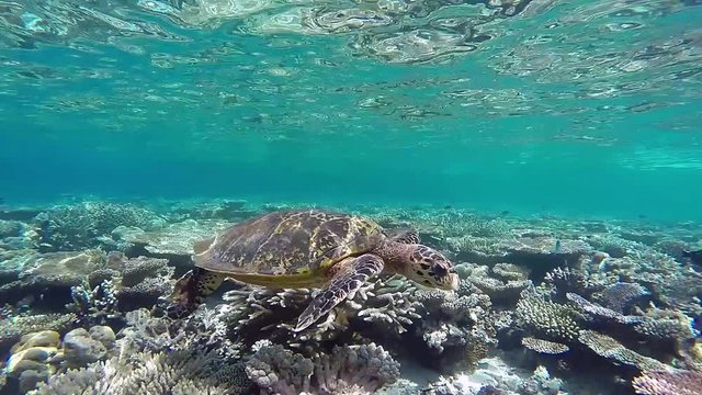 Hawksbill sea turtle swims foraging in the coral reef