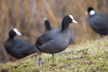 Kaczki łyski zwyczajne w parku nad stawem © adr77