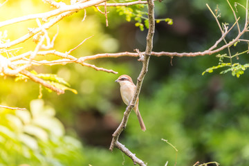 Bird (Brown shrike) on tree in a nature wild