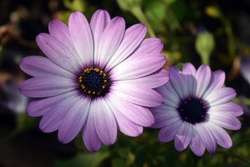 Purple flower Leucanthemum maximum natural background