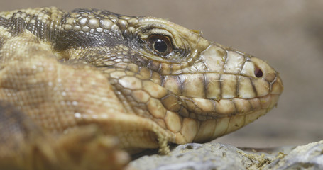 Collared Lizard close up