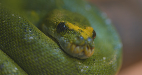 Green tree python