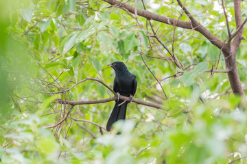 Bird (Asian koel) on tree in nature wild
