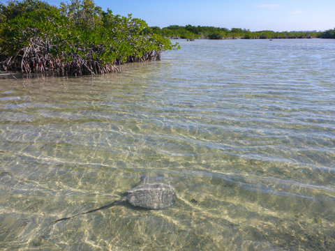 Stingray oder Stechrochen schwimmen im flachen Wasser vor Kuba