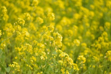 Spring background of yellow rapeseed flower fields in sunshine