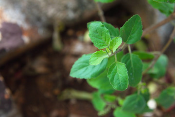 Tulsi Plant