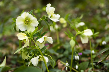 hellebores in spring forest