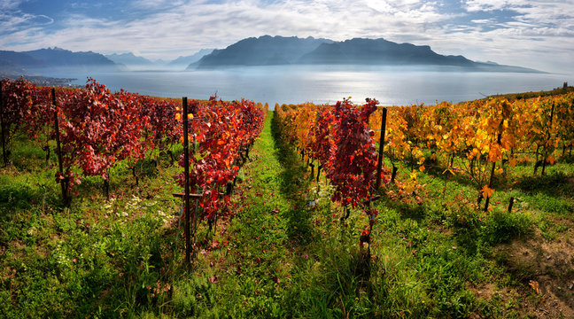 panorama of autumn vineyards in Switzerland