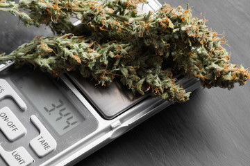 Macro shot of cannabis flowers with trichomes on a scales with a dark background top view