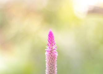 Obraz premium Celosia argentea Purple and white flower, Beautiful pink celosia flamingo feather flowers, Texture of Beautiful Thai Purple Cockscomb (Celosia Argentea Linn) for Background, Backdrop, or Wallpaper.