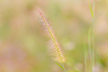 Mission grass or desho grass in the evening sky, Evening in the meadow, Beautiful pastures in the evening, reative nature images used as background, Selective focus