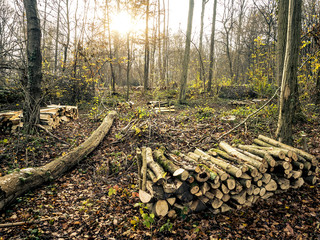 Norc night activity in the city