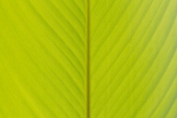 Green banana leaf background abstract, Closeup