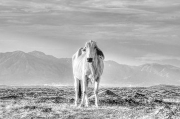 Obraz na płótnie Canvas Cebu cow in the colombian desert. Black and white