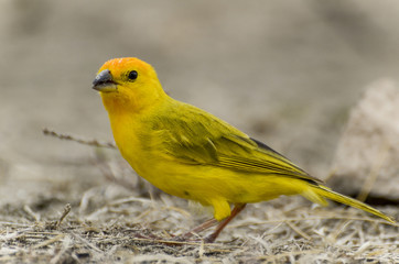 Yellow bird searching for seeds in the desert. 