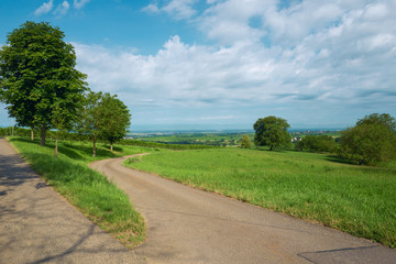 Summer landscape