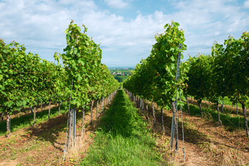 Fototapeta premium Summer landscape with vineyard and blue sky.
