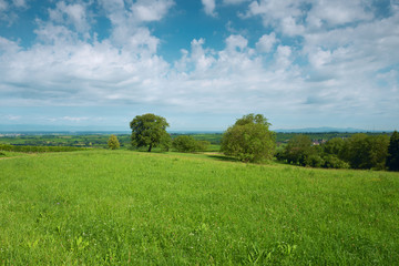 Summer landscape with meadow