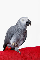 Parrot eating holding food in his feet