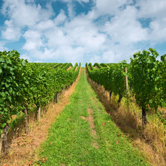 Fototapeta na wymiar Summer landscape with vineyard and blue sky.