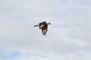 Caracara bird flying