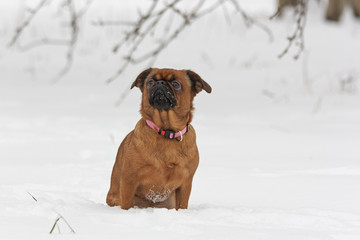 Собака сидит на снегу