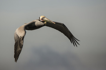 California Brown Pelican