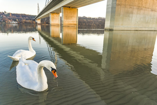 Liberty bridge in Novi Sad, Serbia