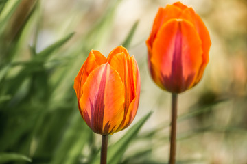 Naklejka premium Tulips, tulipa blooming in spring time, dyed with a wide variety of colors