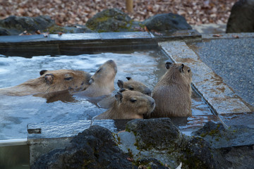温泉につかるカピパラ
