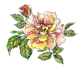 Yellow rose with bud and leaves, hand drawing on white background. Rose yellow floribunda, watercolor illustration with a contour.