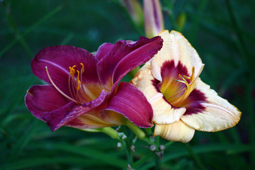 Two flowers, two colors./On a green background two large flowers of a hemerocallis with petals of...