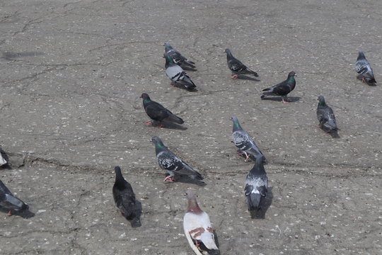 Pegeons