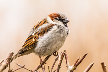 Male or female house sparrow or Passer domesticus is a bird of the sparrow family Passeridae, found...