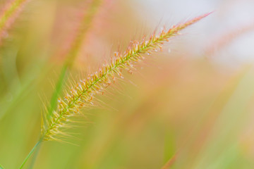 Mission grass or desho grass in the evening sky, Evening in the meadow, Beautiful pastures in the evening, reative nature images used as background, Selective focus