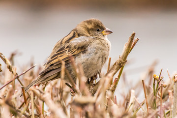 Male or female house sparrow or Passer domesticus is a bird of the sparrow family Passeridae, found in most parts of the world