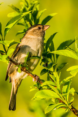 Male or female house sparrow or Passer domesticus is a bird of the sparrow family Passeridae, found in most parts of the world