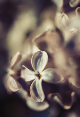 Closeup of spring and season of lilac flowers. Background and texture of flower