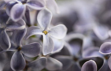 Closeup of spring and season of lilac flowers. Background and texture of flower