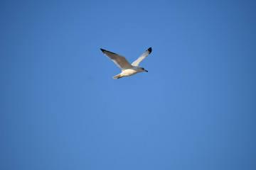 Seagull in Flight on Blue Sky